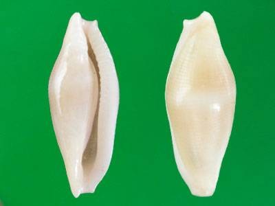 菖蒲海兔螺
