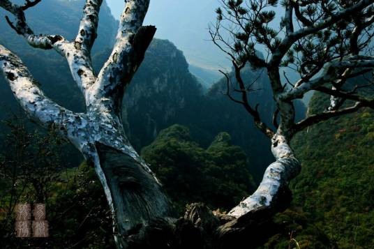 白鹤松(松树别称)