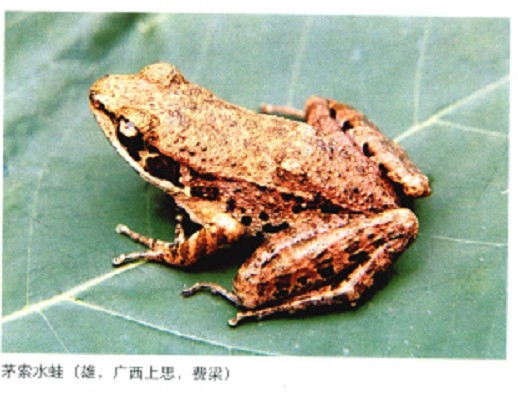 茅索水蛙