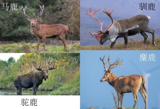 麋鹿（错误翻译）