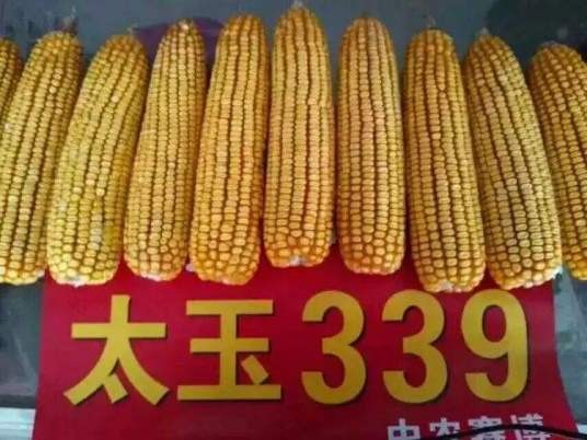 太玉339