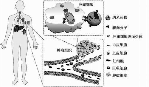 生物技术药与基因工程药物