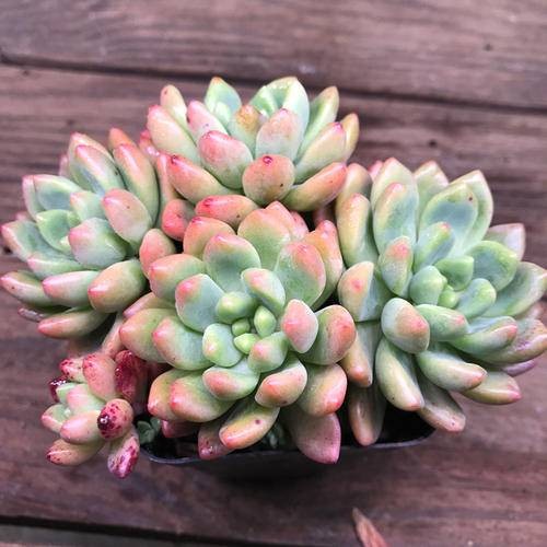 香奈儿（景天科拟石莲花属植物）