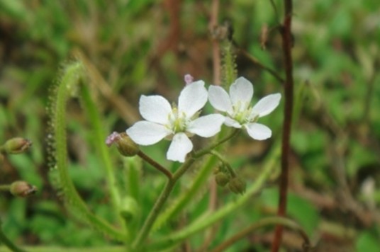 长叶茅膏菜
