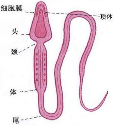精子(雄性生物生殖细胞)