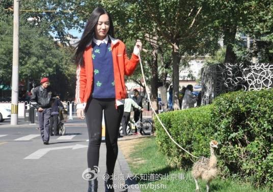 北京女子遛鸵鸟事件