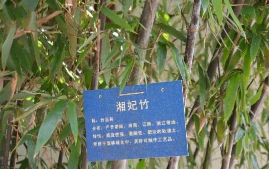 湘妃竹种源