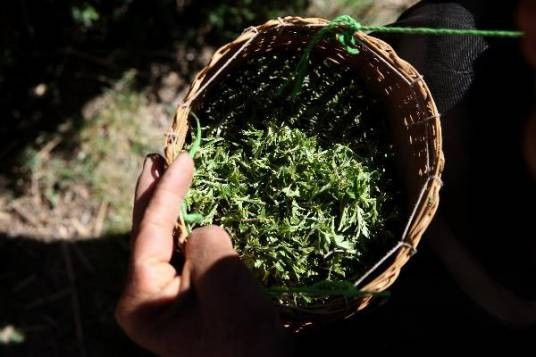 炉霍雪域俄色茶