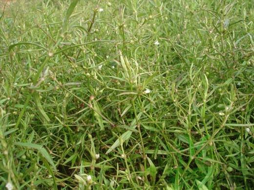 百花蛇舌草茶