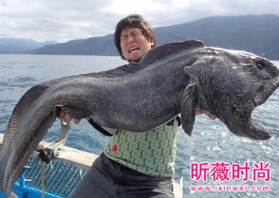 渔民捕获巨型狼鱼 巨型狼鱼身长多少(图)