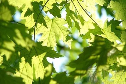 2021年三伏天具体时间,三伏天温度一般多少度?