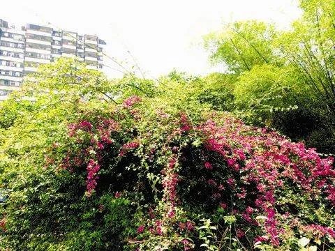 杜鹃科的介绍