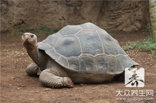 家庭杀甲鱼的方法有哪些？