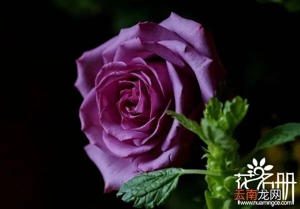 保加利亚国花是什么花 寓意爱情的玫瑰花,保加利亚国花是什么花?