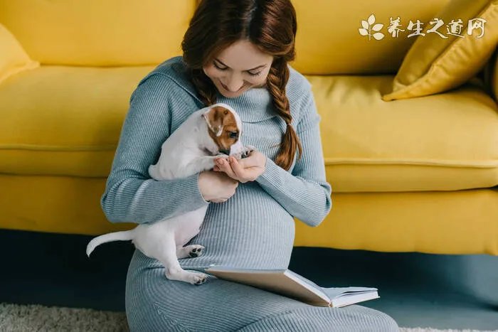 比利时玛利诺犬:狗的品种简介