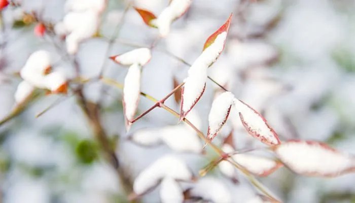 今年冬天会不会很冷 今年冬季会很冷吗