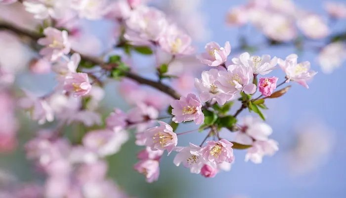 新加坡的国花是什么