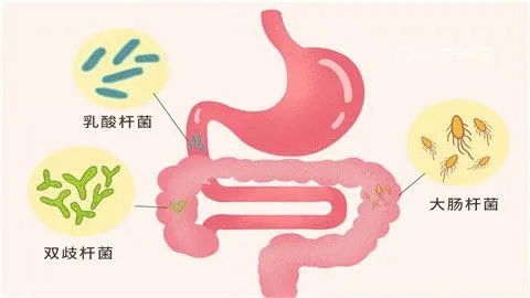 结肠癌术后饮食
