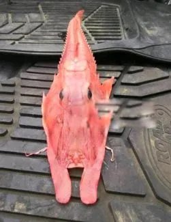 装甲鲂图片介绍 外形这么独特能不能吃