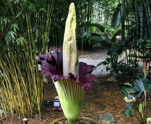 世界上最臭的花：尸臭花（气味奇臭无比）