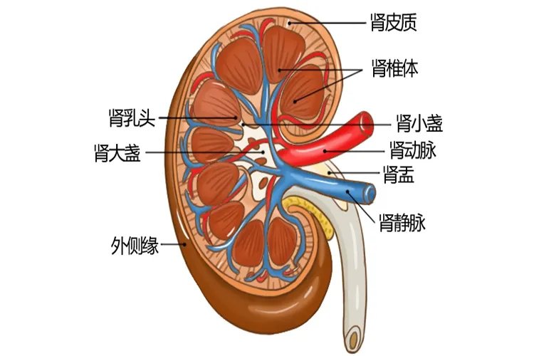 身体五脏六腑肾的位置结构图