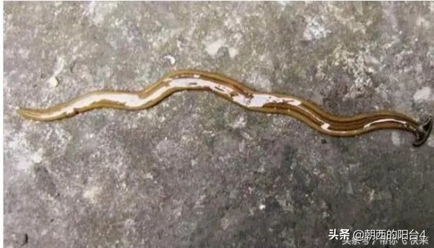 斧头虫在中国哪里有？