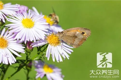 过夜的菊花茶水能喝吗