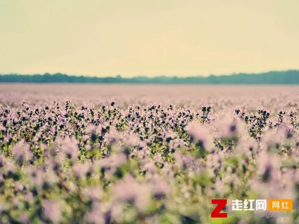 晚风吹动着竹林月光拉长了身影是什么歌,樱花草歌曲介绍