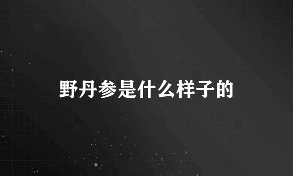野丹参是什么样子的