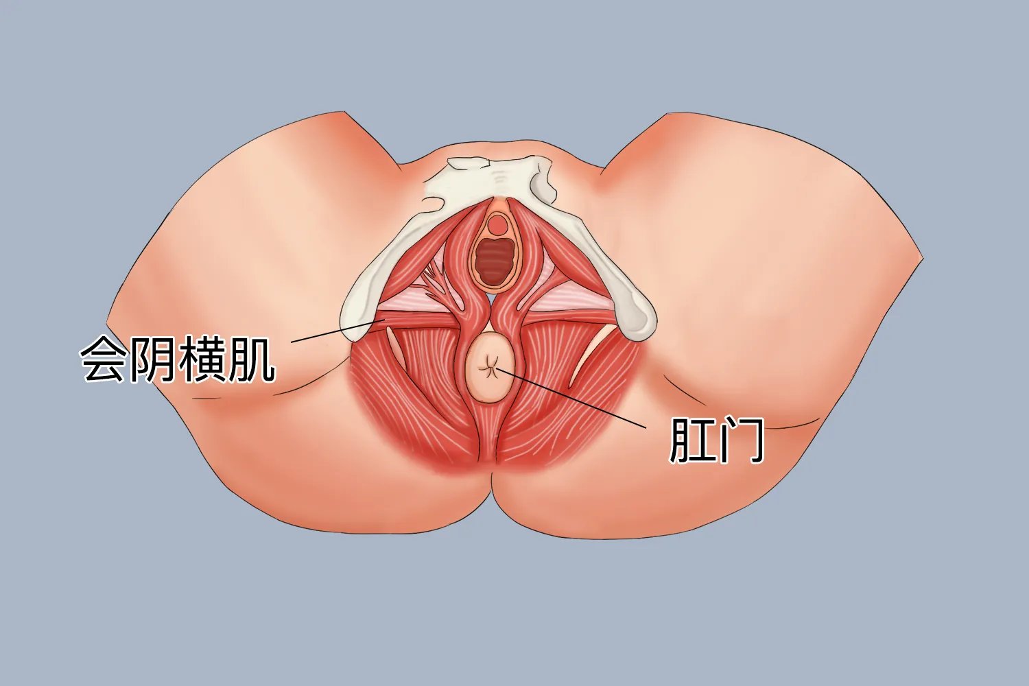 后庭是哪个位置