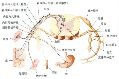 神经系统解剖图大全