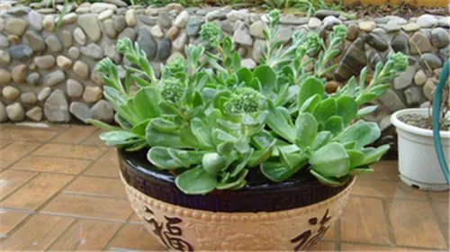 厚脸皮花的养殖方式 厚脸皮花植物有毒吗