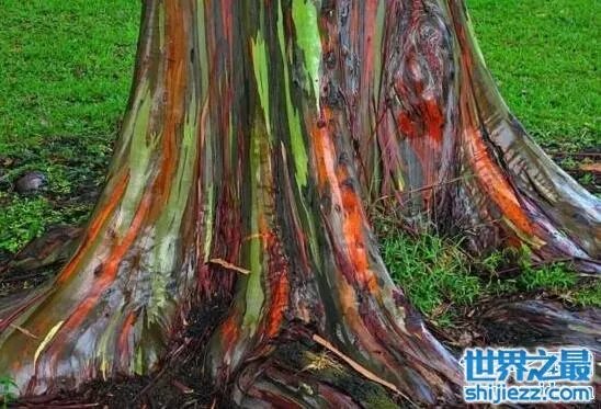 广西现龙吸水奇观视频,犹如真龙现身直入云霄