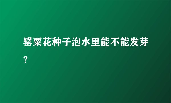 罂粟花种子泡水里能不能发芽？