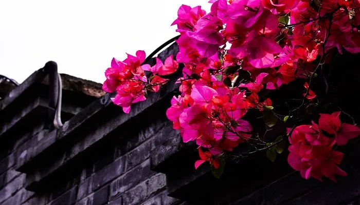 新加坡的国花是什么