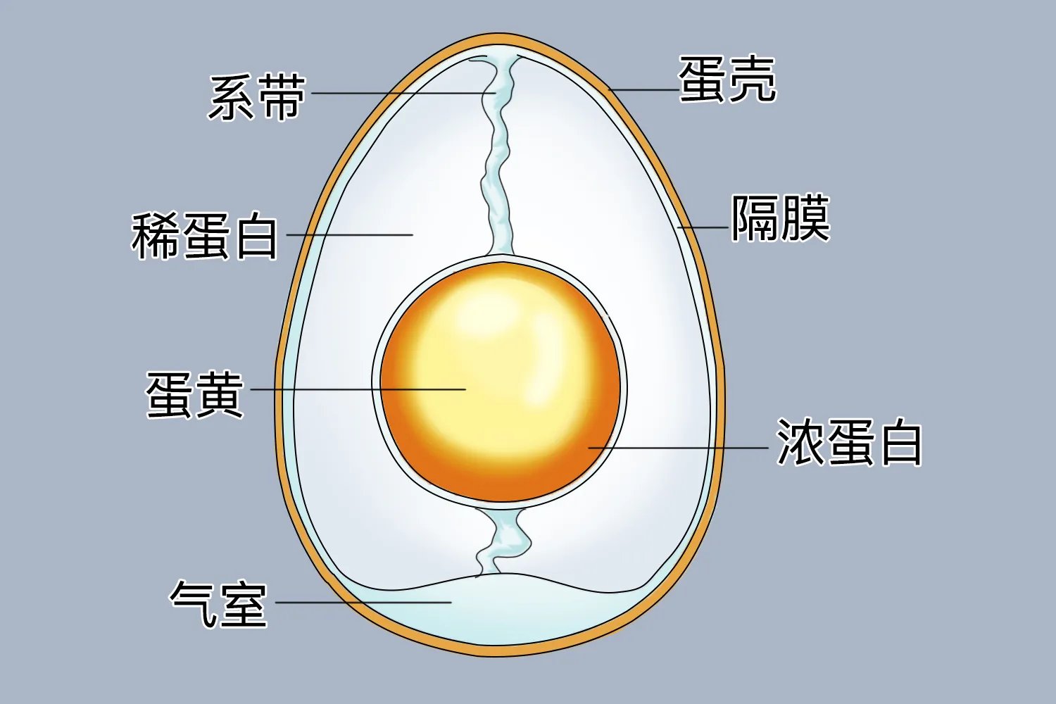 鸡蛋的内部结构图及作用