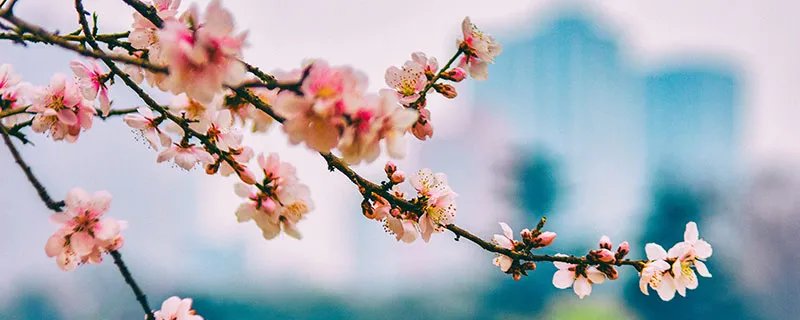 桃花的唯美句子