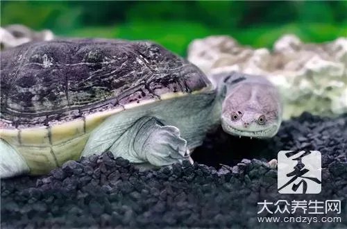 家庭杀甲鱼的方法有哪些？