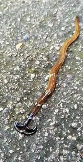 斧头虫在中国哪里有？