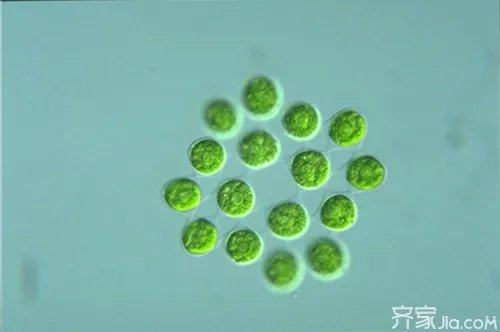 你了解什么是绿藻门吗? 绿藻门繁殖方式是什么?