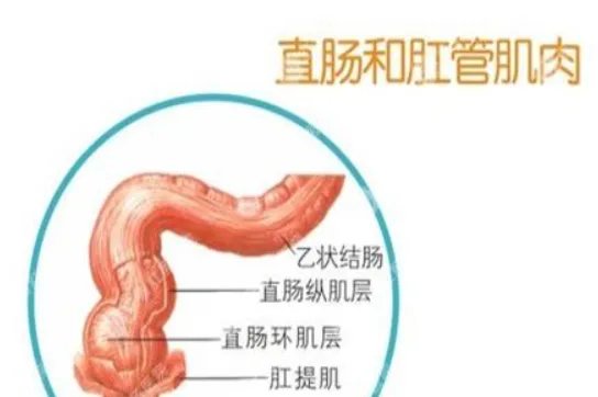 肛肠图片