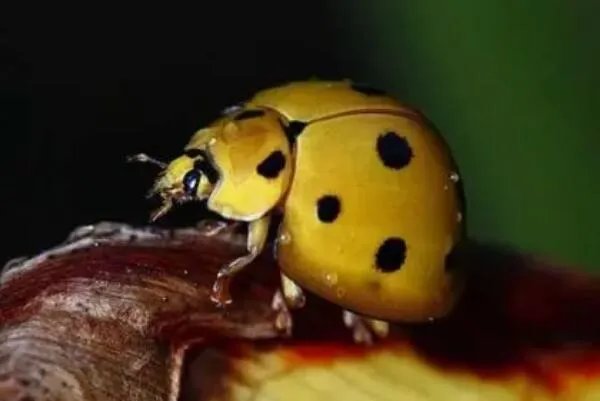 涓冩槦鐡㈣櫕鏄泭铏繕鏄铏�?鏄泭铏�(鐡㈣櫕鐨勭泭瀹崇绫�)