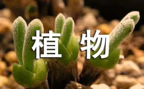 童趣:红口袋,绿口袋,有人害怕有人爱(打一植物)