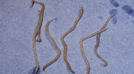 在自然界的生物中，目前关于恶魔线虫有怎样的研究？
