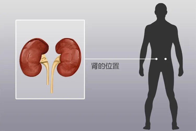 身体五脏六腑肾的位置结构图
