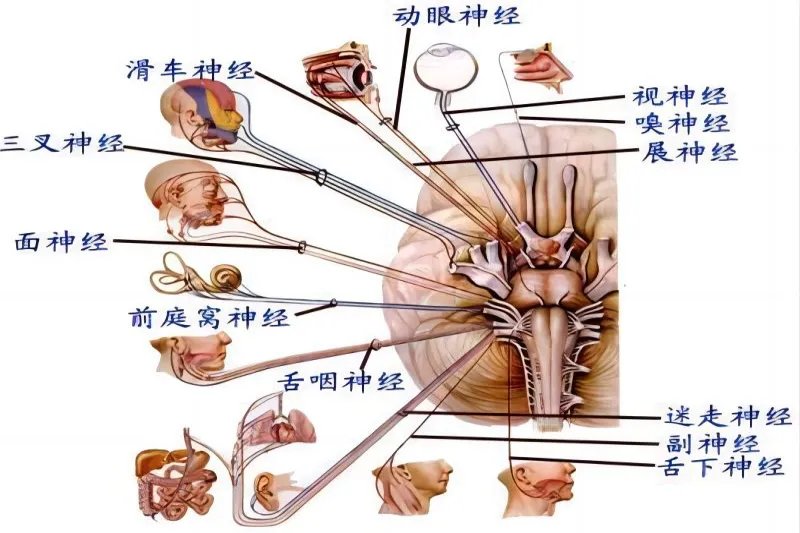 神经系统解剖图大全