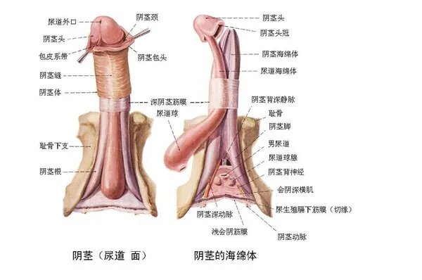 男人增大增长方法