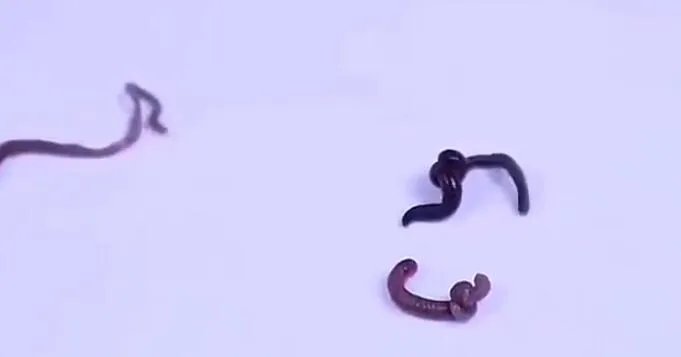 蚯蚓打结是什么梗?是什么暗语