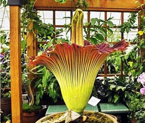 世界上最臭的花：尸臭花（气味奇臭无比）