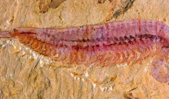中国学者发现5亿年前四不像动物,究竟是什么生物这么神奇?